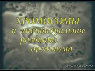 Хромосомы и индивидуальное развитие организма (1970) научно популярный фильм