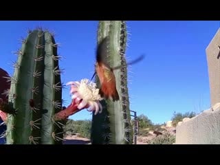 Rufous hummingbird and a bee sharing a cactus flower