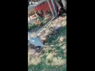 Гусь кусь