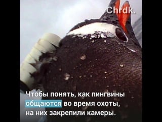 Это видео снял пингвин