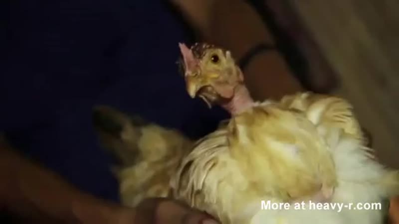 Мужик трахает курицу возле своей сексуальной женушки в нижнем белье