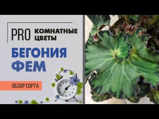 Бегония декоративно лиственная фем | махровая кудряшка | как ухаживать за бегонией