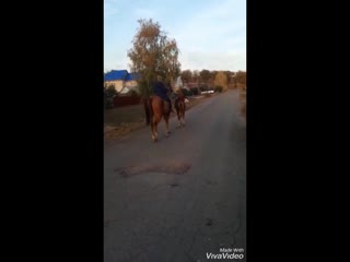 Видео от спасение и помощь лошадям