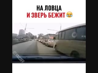 На ловца и зверь бежит😂