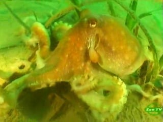 Японский четырехглазый осьминог / japanese octopus (2010)