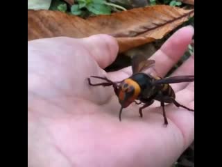 Азиатский гигантский шершень (vespa mandarinia) крупным планом 🐝