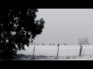 Stephen grenfell not something you see every day in australia kangaroos in the snow #wildoz #kangaroos #snow