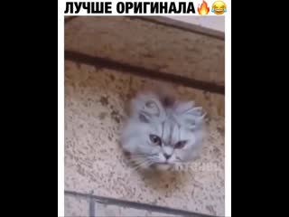 Metro goldwyn mayer представляет😂