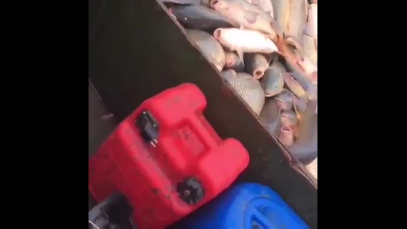 Ловят сазана в большом количестве💪💪💪