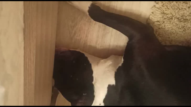 Yanika yan ( боня ) 09 01 2017г г братск ( ghw glitter nights moya oda imperator ) #аст#стафф#амстафф#американскийстаффо