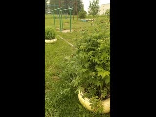 Vid 20200614 131353 mp4