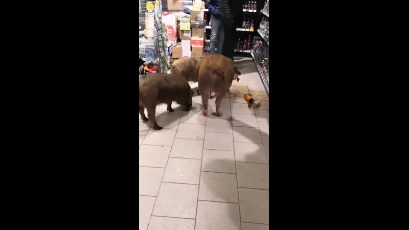 Три поросёнка пробрались в «пятёрочку», чтобы немного выпитьэто