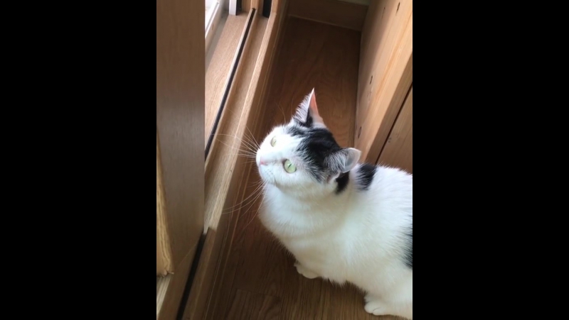 160609 min hyuk @ instagram 신기했는데 고양이들의 채터링이란다 귀여운줄만 알았는데 의미를 알고는 놀람 몸도 약하고 아기인줄만 집으로 알아서 돌아오기만 한다면