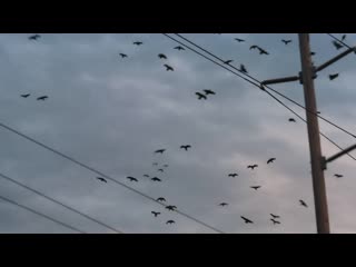 Red crowned parrot bliss