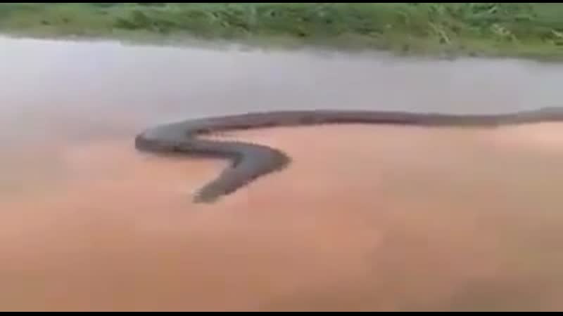 Anaconda porn video – An anaconda measuring more than 50 feet (15m) was registered in the xingu river, brazil