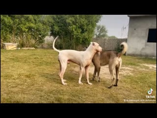 Видео от pak kangal