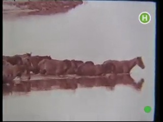 Птахи гнізда марії (м приймаченко)