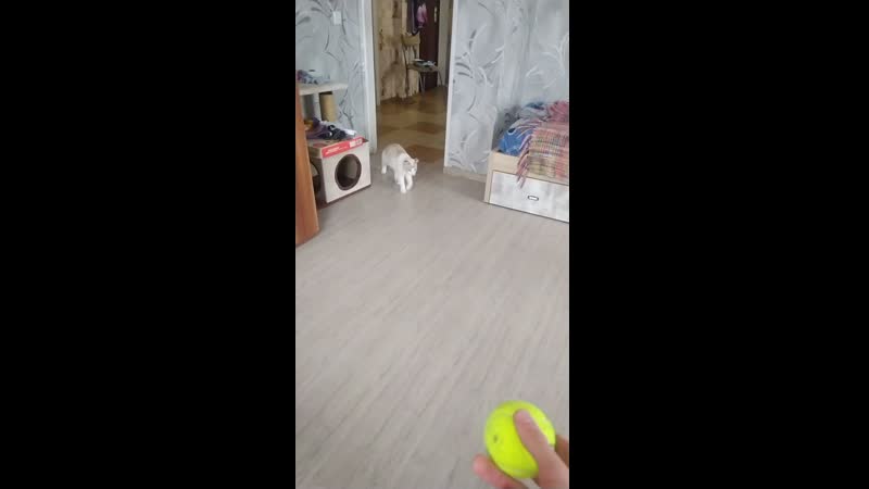 Попрыгушка ебанушка