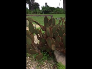 I went to the santa barbara porn today and fell in love with this hillside