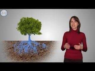 12 биология 6кл продвижение воды по растению