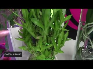 Драцена сандера или комнатный бамбук счастья dracaena braunii room or bamboo h