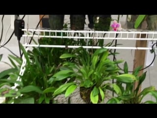 Orchid update dracula vampira orchid the black orchid with two flowers! " how to " culture tips