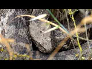 Levantine viper attacks гюрза атакует microvipera lebetina