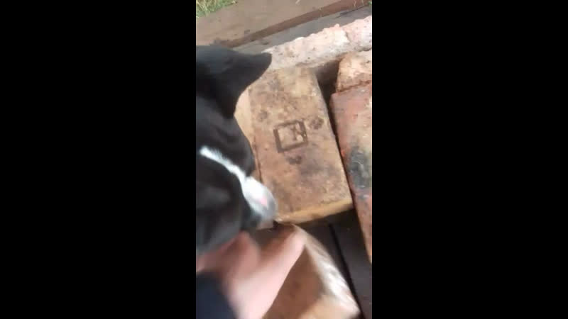 Yanika yan ( боня ) 09 01 2017г г братск ( ghw glitter nights moya oda imperator ) #аст#