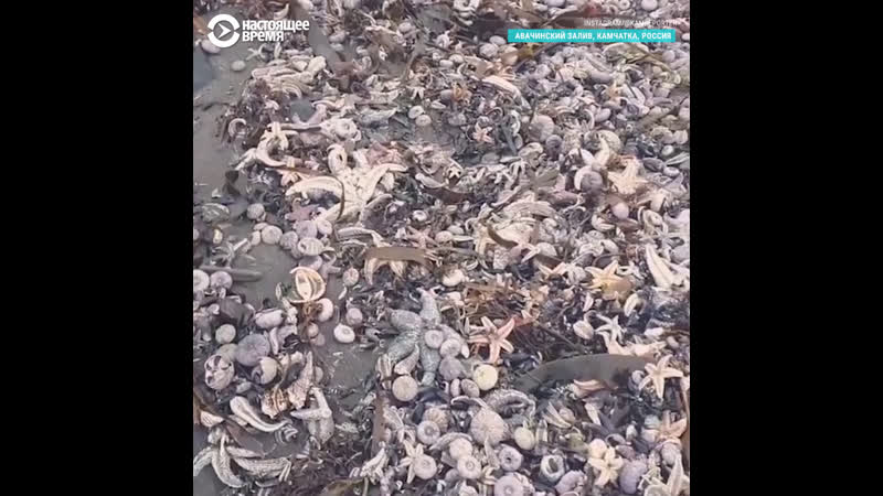 Ученые почти все морские донные организмы погибли в ачинском заливе