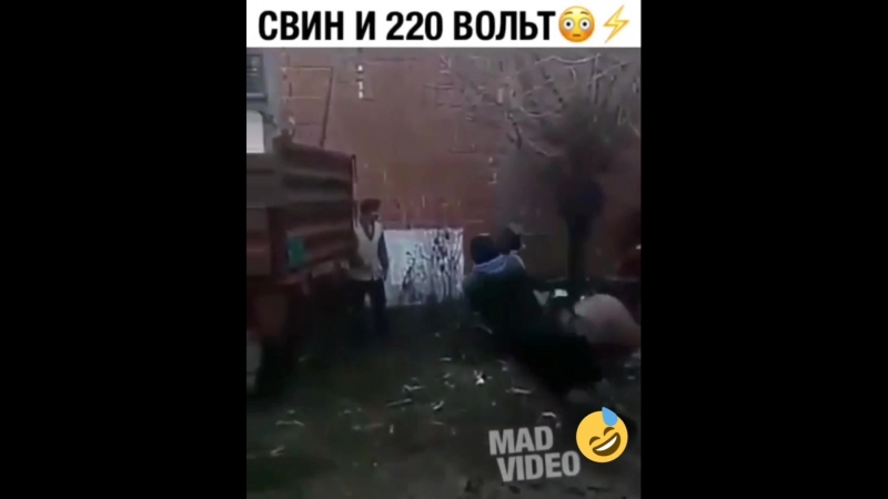 Убить свинью током !!!)))