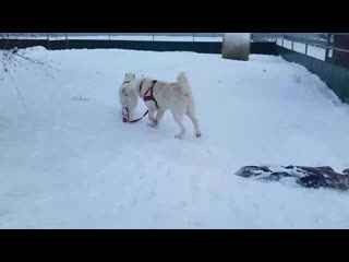 Прищепка рулит))))))