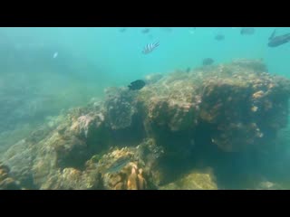 Video coral reef