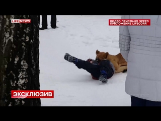 Установлена личность матери мальчика, на которого напал львёнок