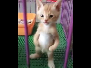 Givе that kittеn whatеvеr shе wants