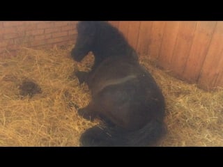 Бафи пончик кск"вінниччина"