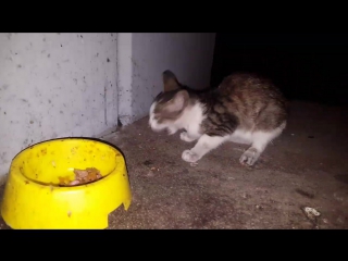 Винс на улице