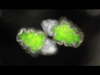 Деление водоросли euastrum oblongum