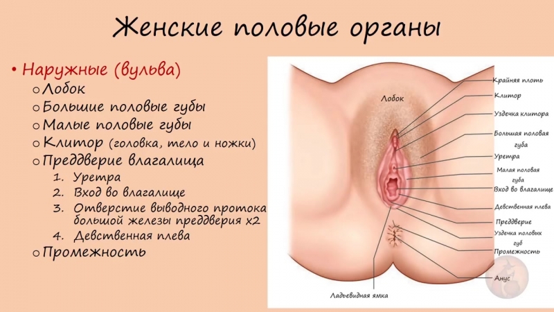 Женские половые органы - наружные и внутренние