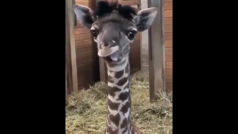 Симпатичный детёныш жирафа