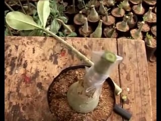 Adeniums flat grafting videos