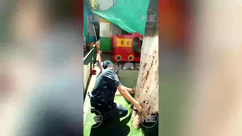 В краснодаре дерево упало на двух детей и воспитательницу в детсаду