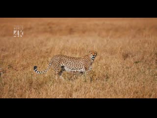 Maasai mara africa 4k