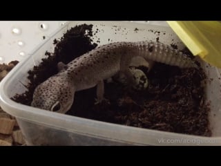 Самка эублефара откладывает яйца | leopard gecko laying eggs