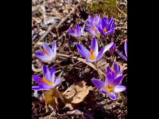 Margarita petrosyants 20200305 3 mp4