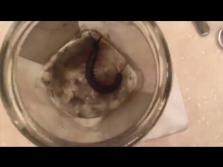 Как напугать сколопендру