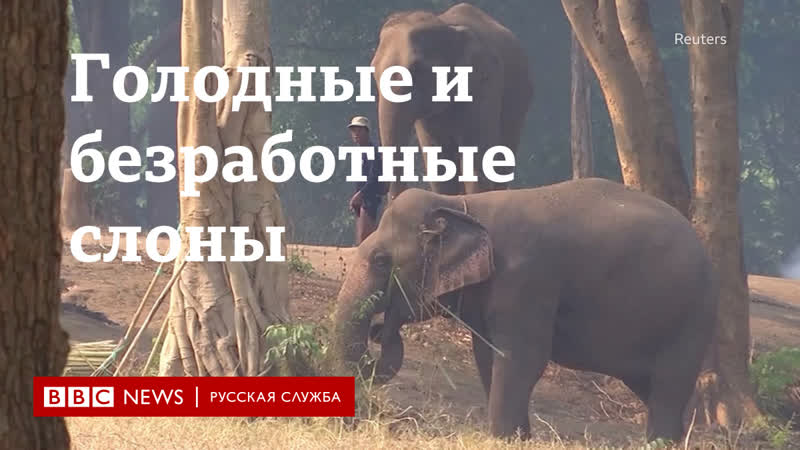 Голодные и безработные как выживают слоны в тайских заповедниках?