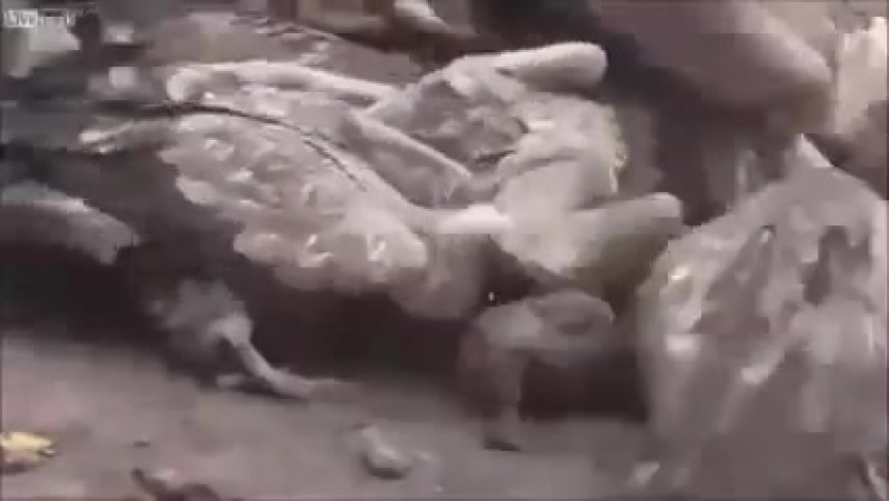 Тибет материальное перерождение