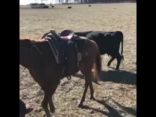 Horse protecting it’s cowboy during work