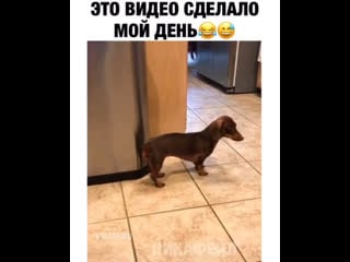 Музыкальный песель 🐕