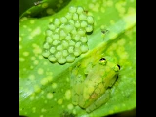 Father frog protecting his eggs